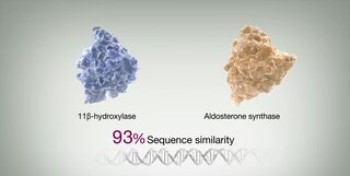 3D molecular models of 11β-hydroxylase and aldosterone synthase showing 93% sequence similarity, with a DNA strand graphic below